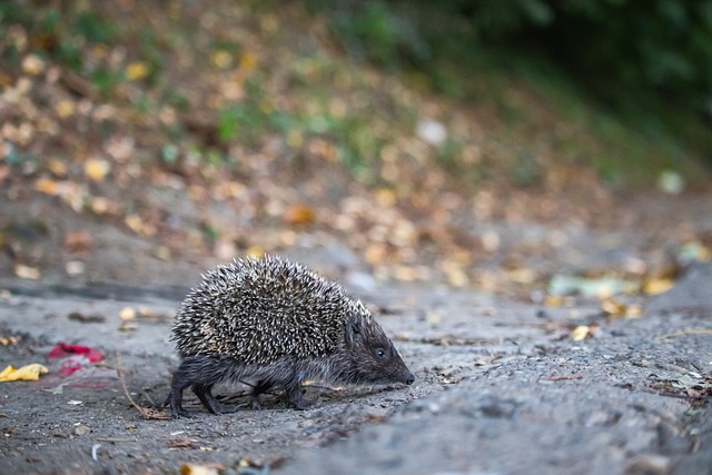 比赛背景 比赛背景