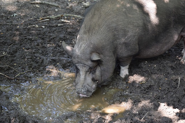 这一动作被 这一动作被